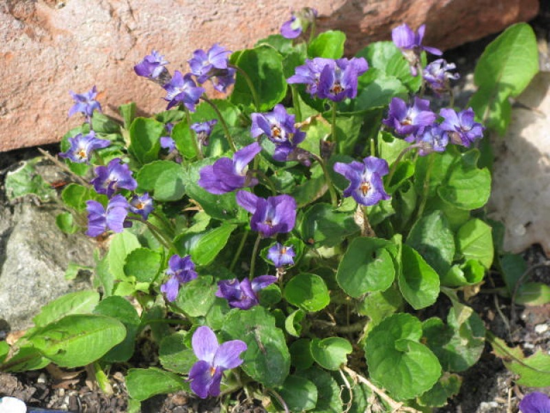 Veilchen Blüten bio